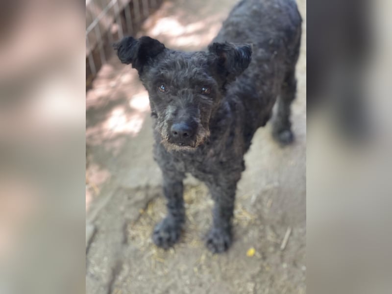 Buksi LM – Sanfte Hundedame sucht warmes Plätzchen für immer