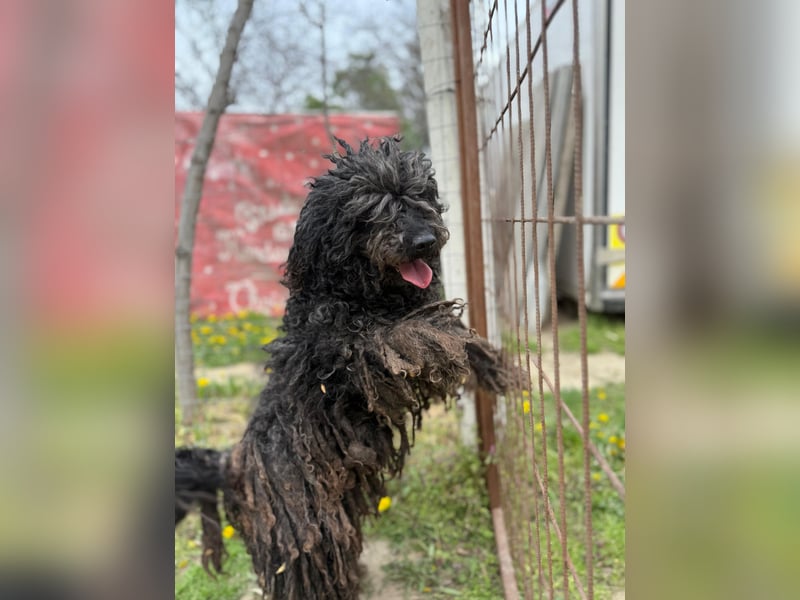 Buksi LM – Sanfte Hundedame sucht warmes Plätzchen für immer