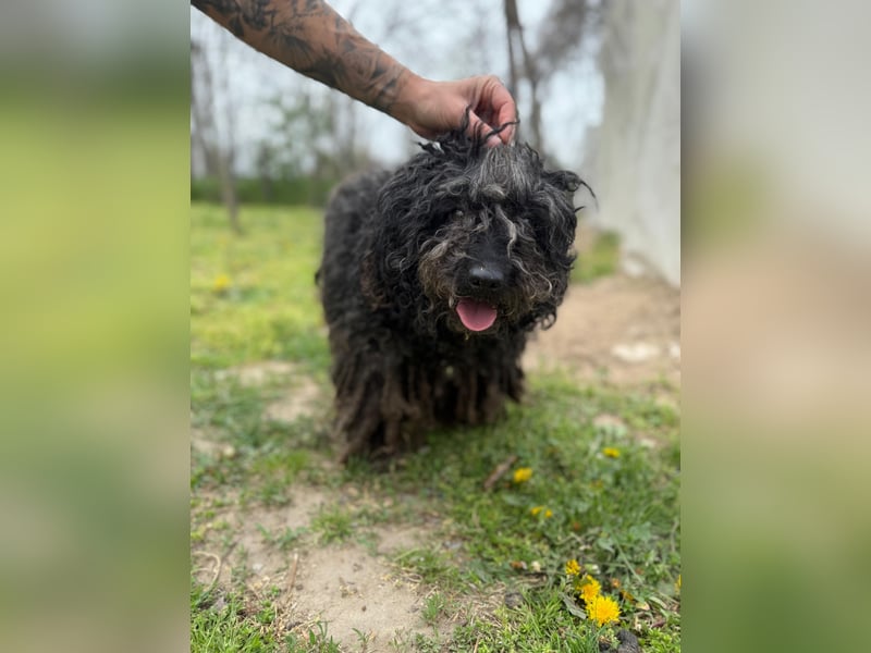 Buksi LM – Sanfte Hundedame sucht warmes Plätzchen für immer