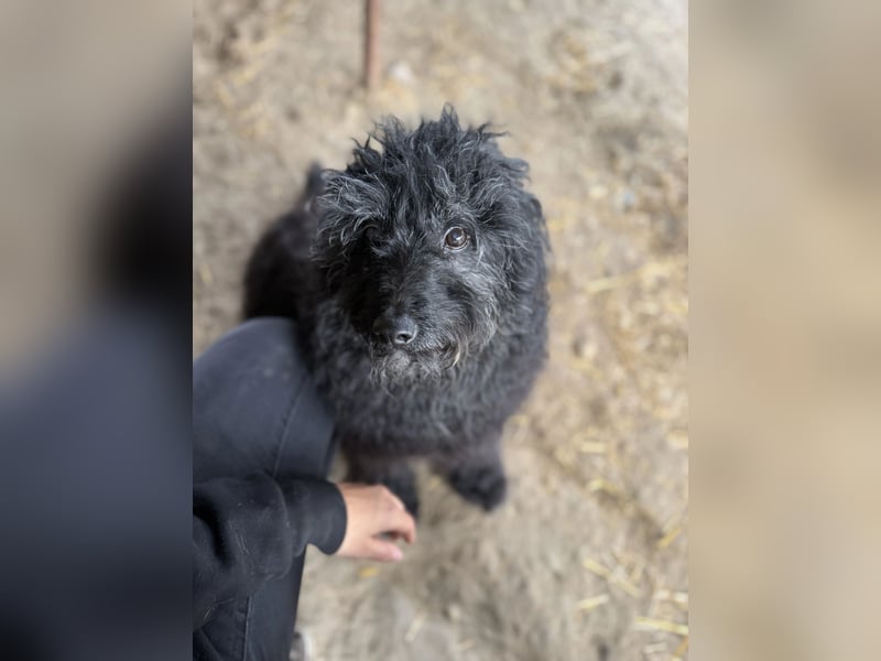 Punok LM – Ruhige Puli-Dame mit großem Herz sucht Geborgenheit
