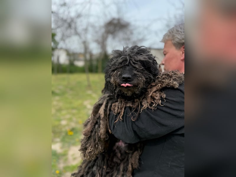 Buksi LM – Sanfte Hundedame sucht warmes Plätzchen für immer