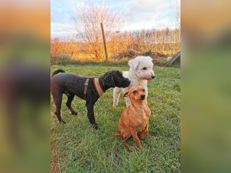 Mimi und Matyi suchen gemeinsam ein neues Zuhause