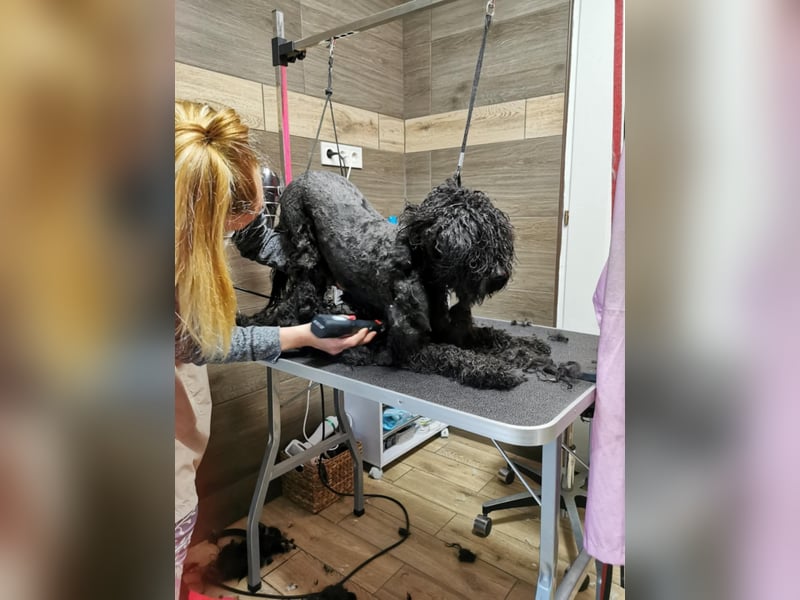 Mimi und Matyi suchen gemeinsam ein neues Zuhause