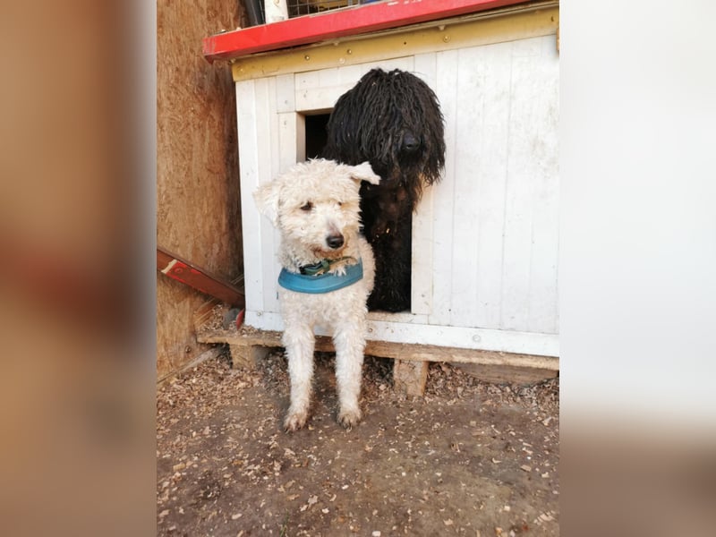 Mimi und Matyi suchen gemeinsam ein neues Zuhause