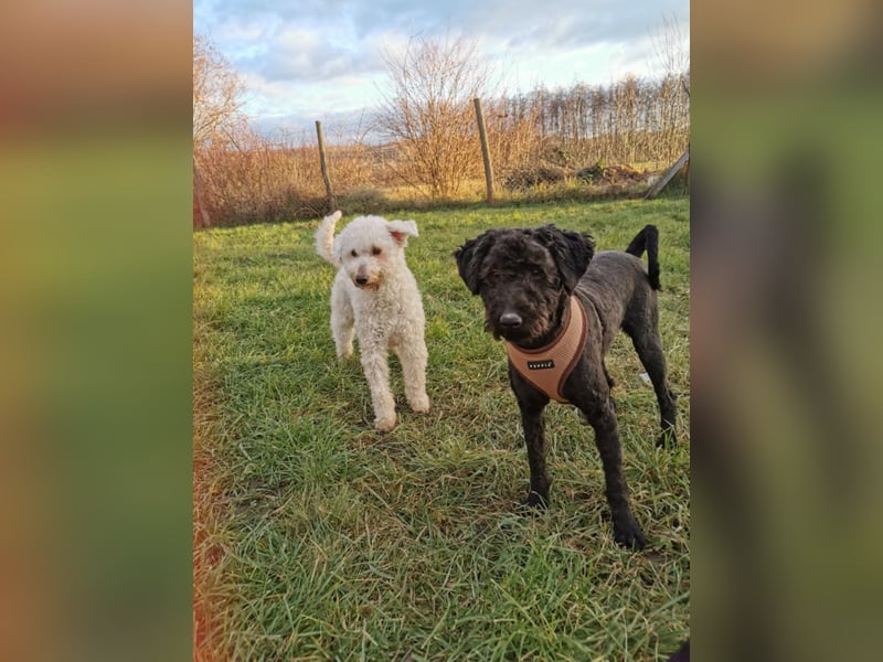 Mimi und Matyi suchen gemeinsam ein neues Zuhause