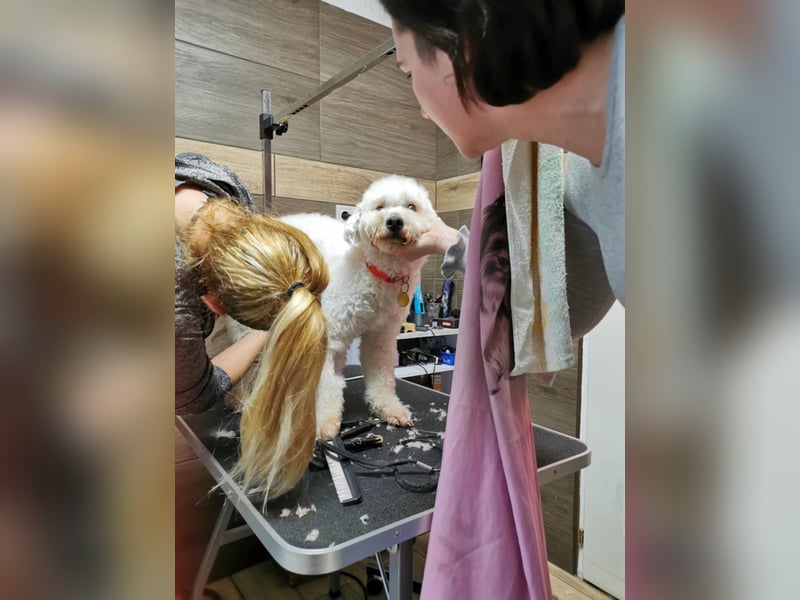 Mimi und Matyi suchen gemeinsam ein neues Zuhause