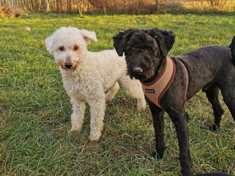 Mimi und Matyi suchen gemeinsam ein neues Zuhause