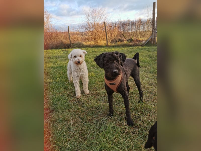 Mimi und Matyi suchen gemeinsam ein neues Zuhause