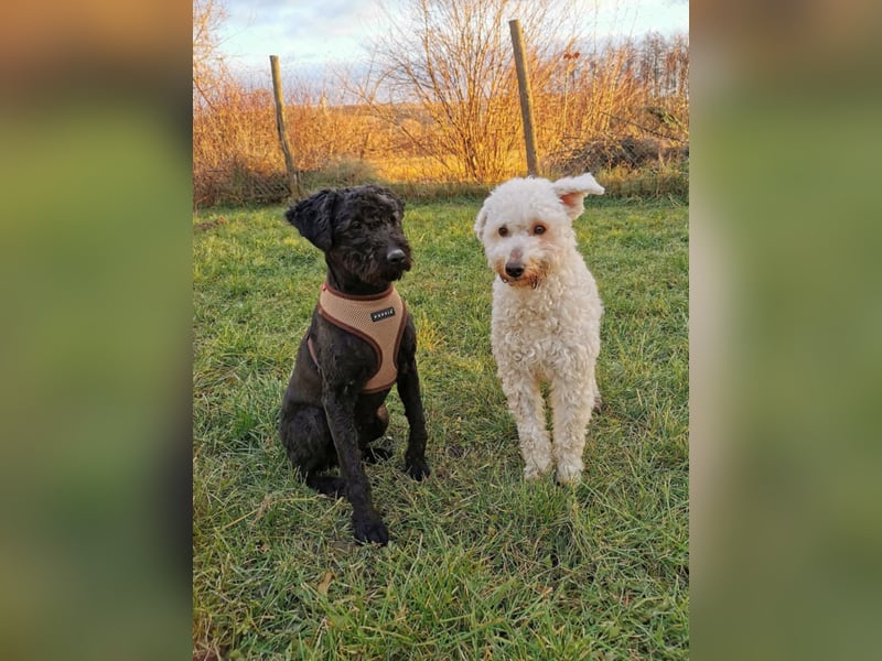 Mimi und Matyi suchen gemeinsam ein neues Zuhause