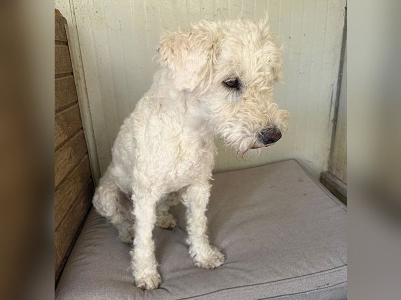 ❤️ zarte Hundeseele LUNA - 3,5 Jahre, 45cm - Puli-Mix