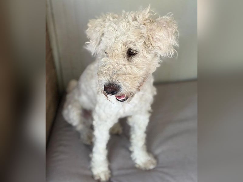 ❤️ zarte Hundeseele LUNA - 3,5 Jahre, 45cm - Puli-Mix
