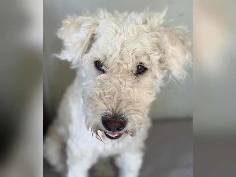 ❤️ zarte Hundeseele LUNA - 3,5 Jahre, 45cm - Puli-Mix