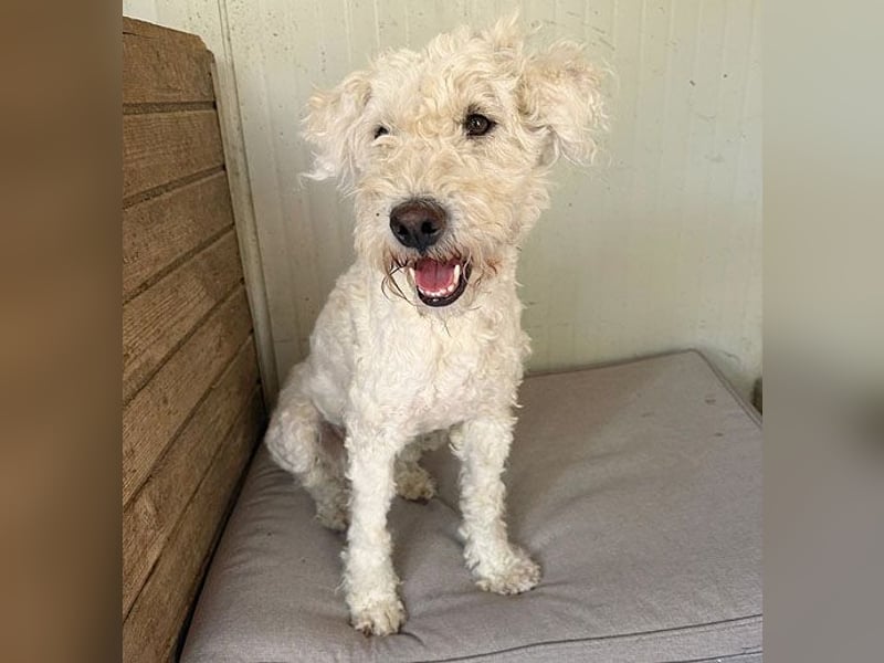❤️ zarte Hundeseele LUNA - 3,5 Jahre, 45cm - Puli-Mix