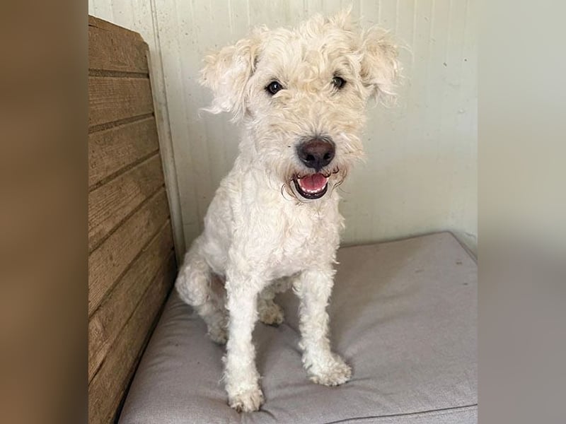 ❤️ zarte Hundeseele LUNA - 3,5 Jahre, 45cm - Puli-Mix