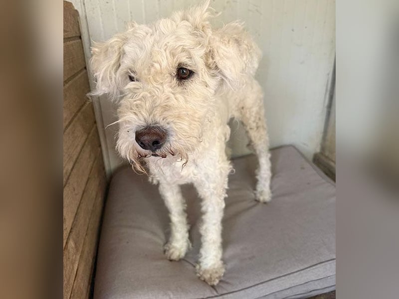❤️ zarte Hundeseele LUNA - 3,5 Jahre, 45cm - Puli-Mix