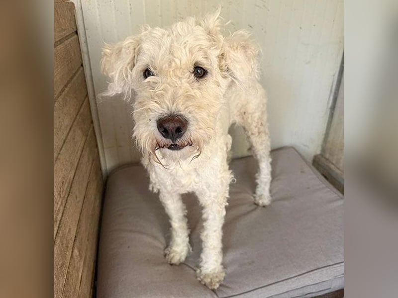 ❤️ zarte Hundeseele LUNA - 3,5 Jahre, 45cm - Puli-Mix