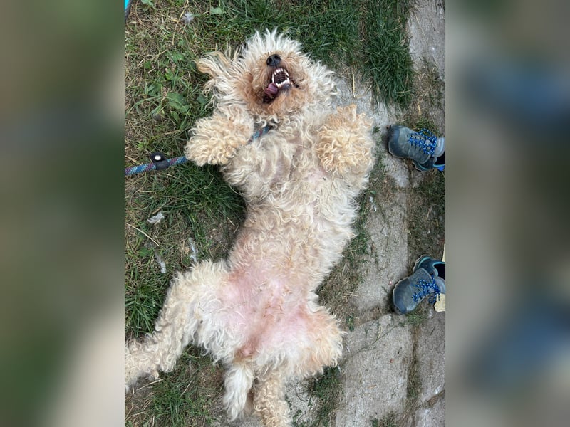 Mano, super liebe Puli Mischlingshündin geb. 2020