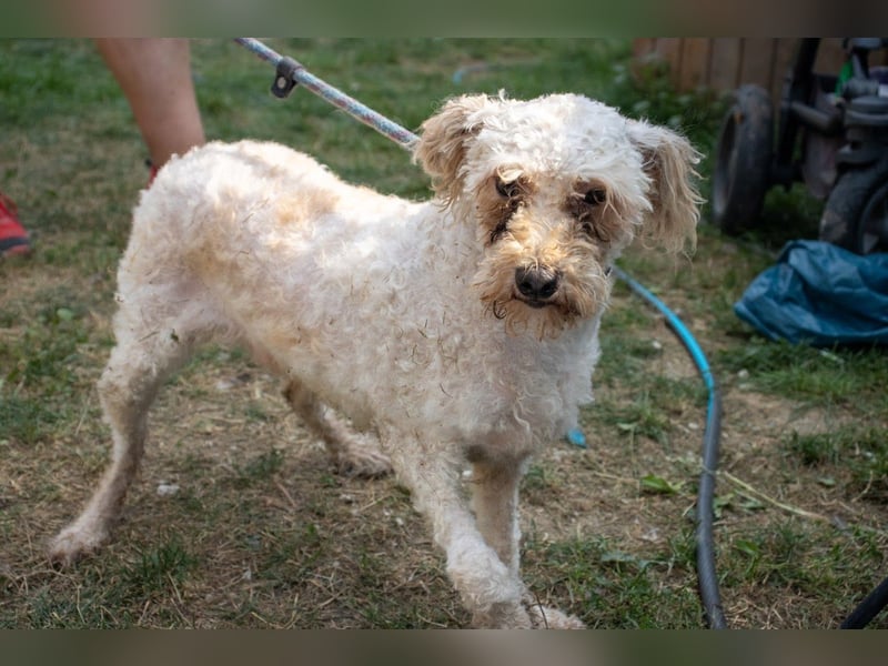 Mano, super liebe Puli Mischlingshündin geb. 2020