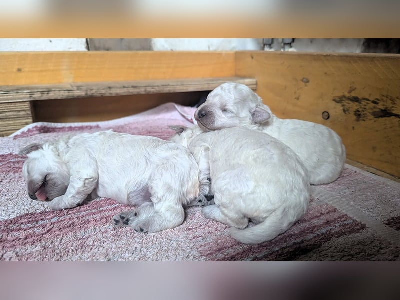 ungarischer Hütehund: Puli-Welpen , noch 1 Mädchen zu vergeben