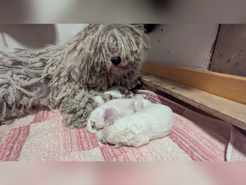 ungarischer Hütehund: Puli-Welpen , noch 1 Mädchen zu vergeben