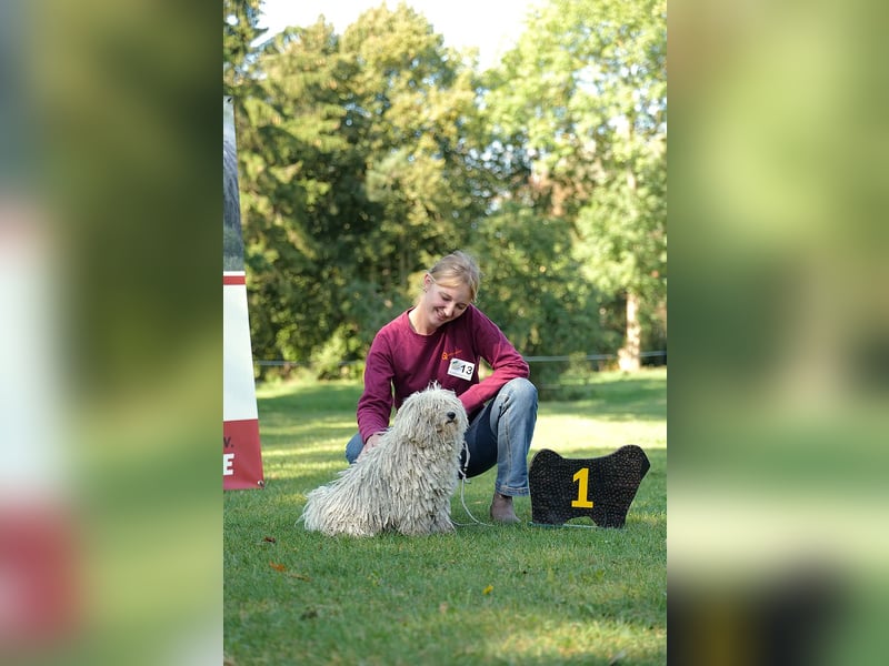 ungarischer Hütehund: Puli-Welpen , noch 1 Mädchen zu vergeben