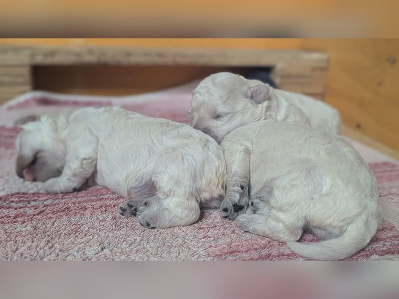 ungarischer Hütehund: Puli-Welpen , noch 1 Mädchen zu vergeben