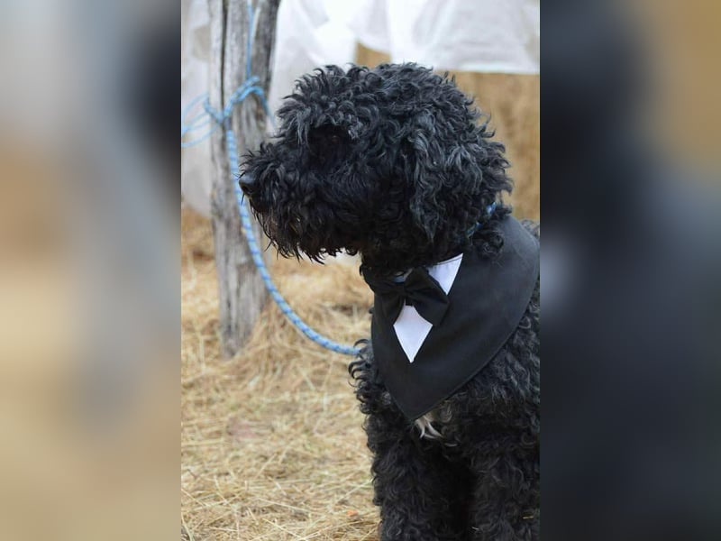 Mázli von kettenlos