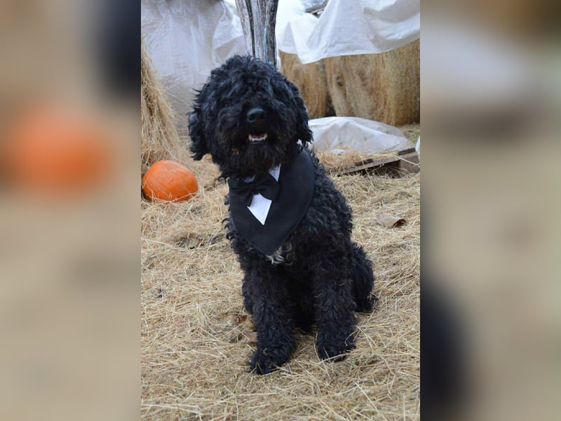 Mázli von kettenlos