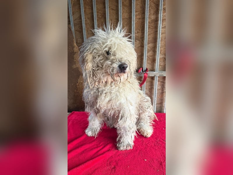 Samu, Puli, Rüde, geb. am 09.06.2015, 40 cm, 14 kg