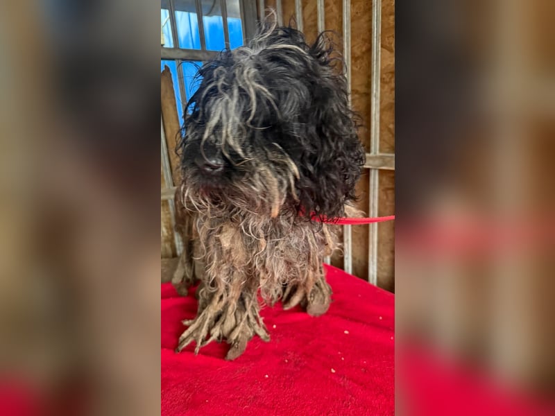 Ozzy, Puli-Mix, Rüde, geb. am 23.10.2017, 40 cm, 14 kg