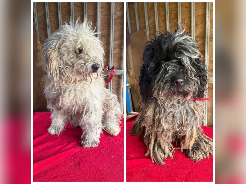 - Notfall- Samu und Ozzy, Puli-Mix, 11 und 8,5 Jahre, 40 cm