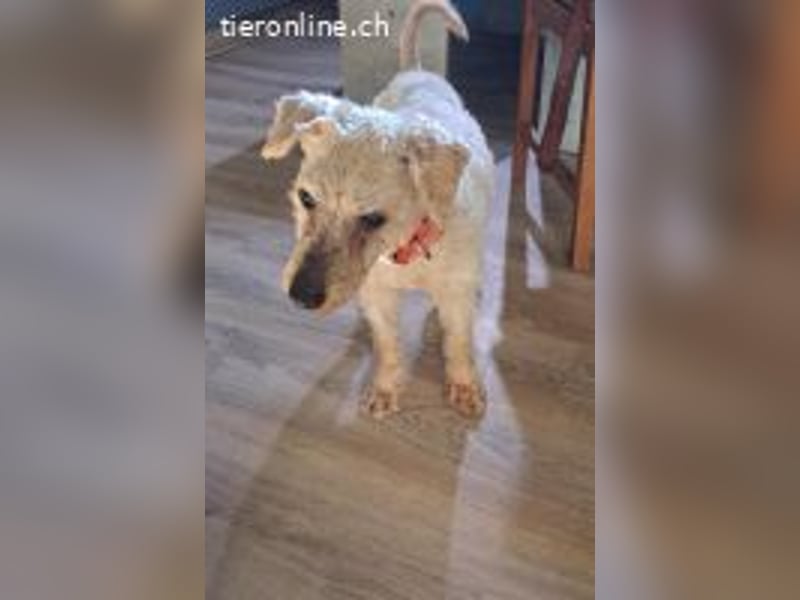 Raffy, Puli-Mix, Rüde, geb. am 01.02.2014, 40 cm, -Notfall-