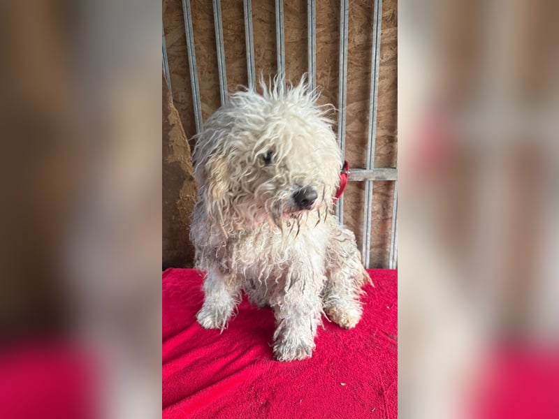 Samu, Puli, Rüde, geb. am 09.06.2015, 40 cm, 14 kg