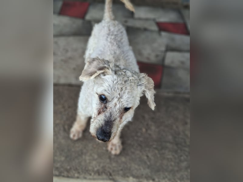 Raffy, Puli-Mix, Rüde, geb. am 01.02.2014, 40 cm, -Notfall-