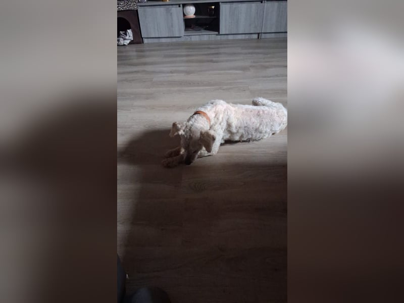 Raffy, Puli-Mix, Rüde, geb. am 01.02.2014, 40 cm, -Notfall-