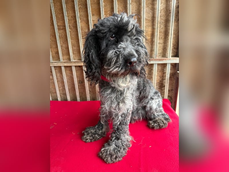- Notfall- Samu und Ozzy, Puli-Mix, 11 und 8,5 Jahre, 40 cm