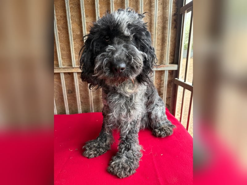 - Notfall- Samu und Ozzy, Puli-Mix, 11 und 8,5 Jahre, 40 cm