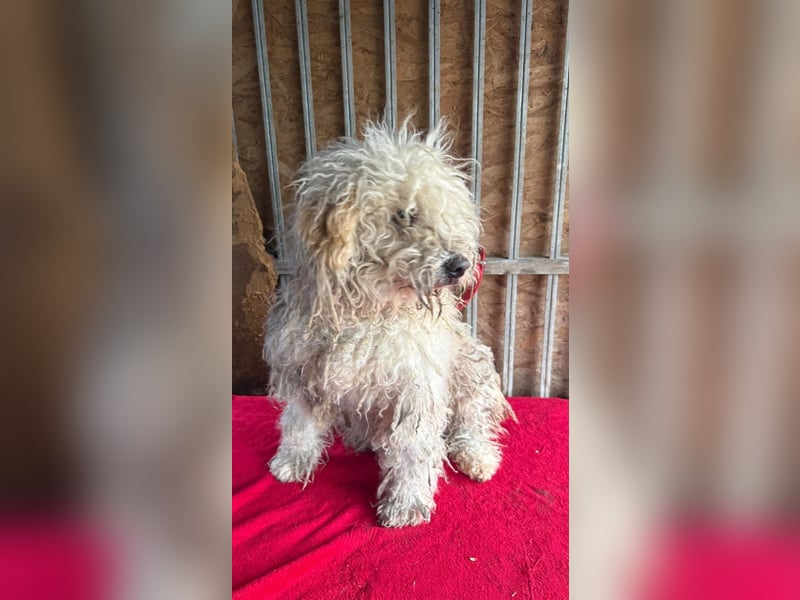 Samu, Puli, Rüde, geb. am 09.06.2015, 40 cm, 14 kg