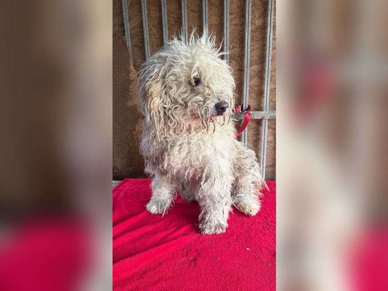 Samu, Puli, Rüde, geb. am 09.06.2015, 40 cm, 14 kg