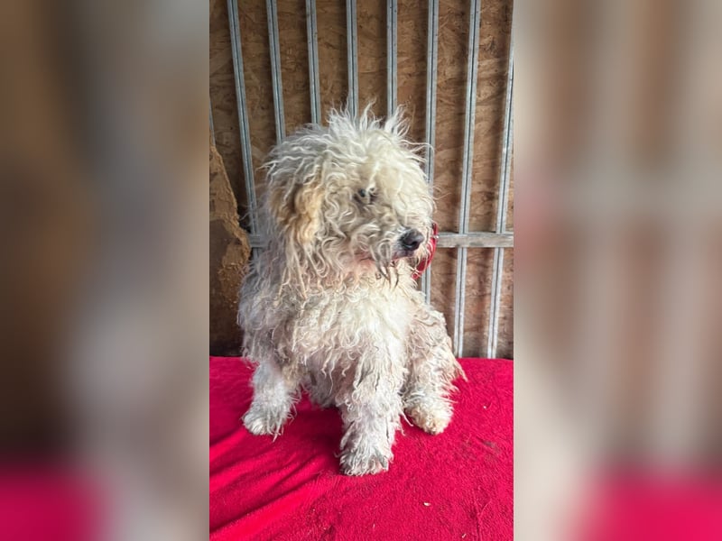 - Notfall- Samu und Ozzy, Puli-Mix, 11 und 8,5 Jahre, 40 cm