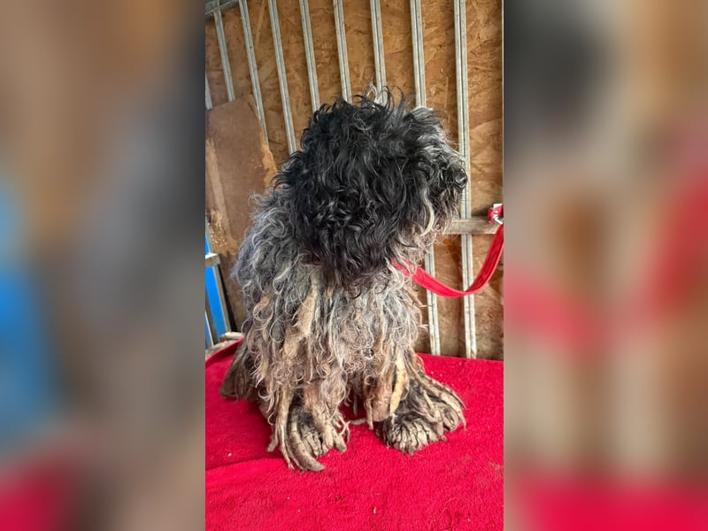 Ozzy, Puli-Mix, Rüde, geb. am 23.10.2017, 40 cm, 14 kg