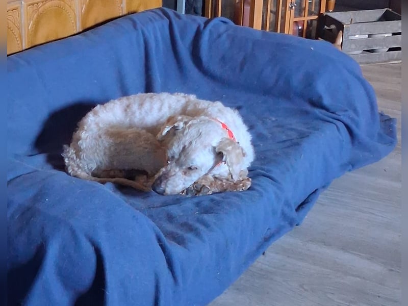 Raffy, Puli-Mix, Rüde, geb. am 01.02.2014, 40 cm, -Notfall-