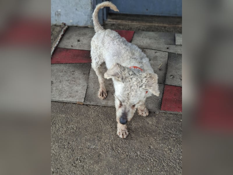 Raffy, Puli-Mix, Rüde, geb. am 01.02.2014, 40 cm, -Notfall-