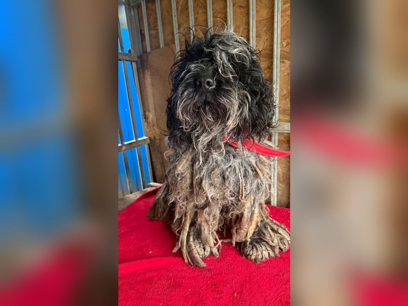 Ozzy, Puli-Mix, Rüde, geb. am 23.10.2017, 40 cm, 14 kg