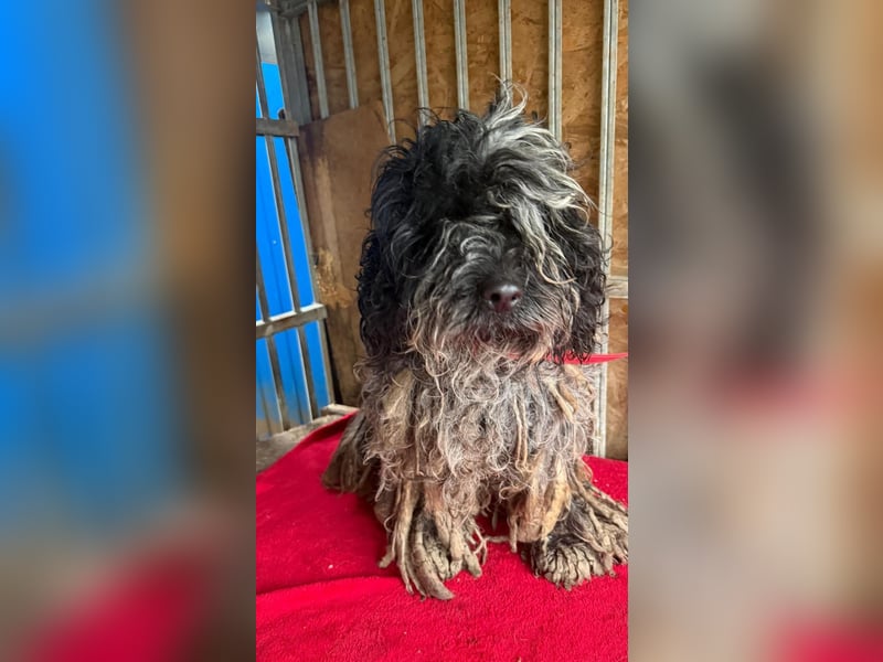 - Notfall- Samu und Ozzy, Puli-Mix, 11 und 8,5 Jahre, 40 cm