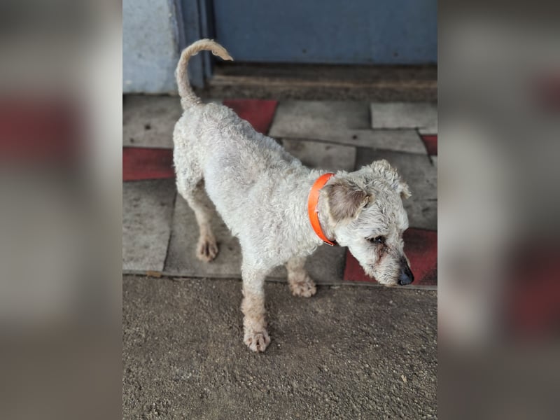 Raffy, Puli-Mix, Rüde, geb. am 01.02.2014, 40 cm, -Notfall-