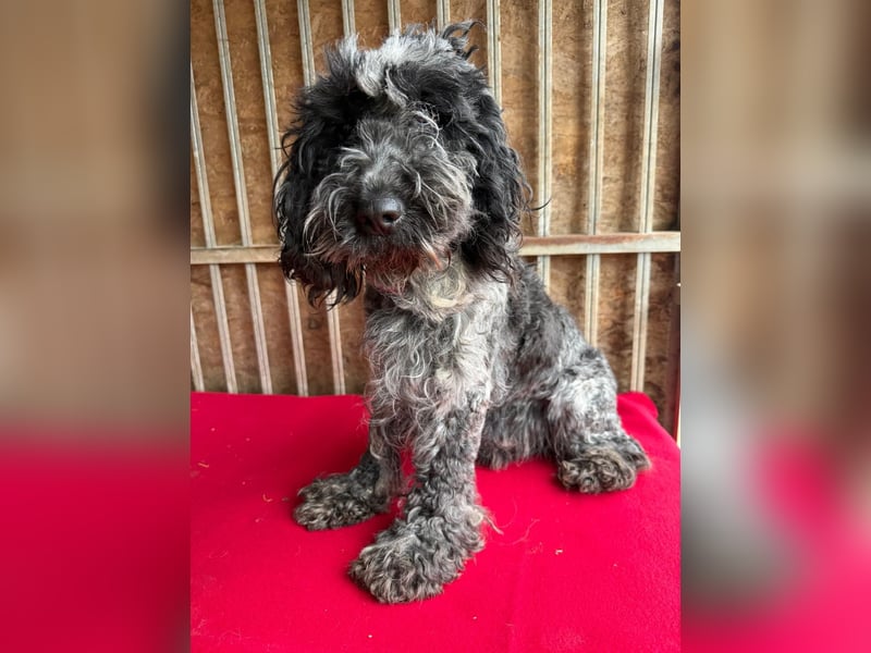- Notfall- Samu und Ozzy, Puli-Mix, 11 und 8,5 Jahre, 40 cm