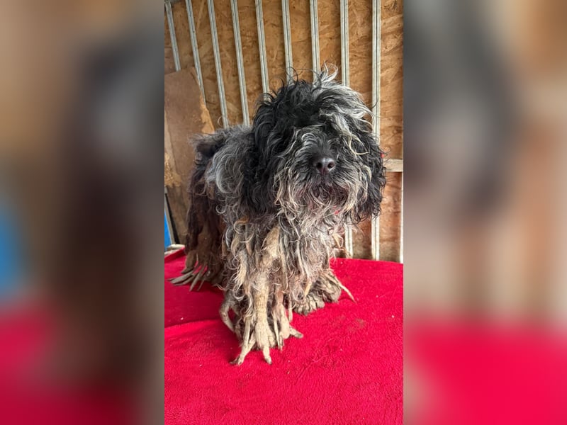 Ozzy, Puli-Mix, Rüde, geb. am 23.10.2017, 40 cm, 14 kg