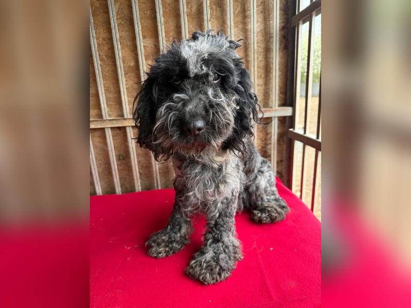 - Notfall- Samu und Ozzy, Puli-Mix, 11 und 8,5 Jahre, 40 cm