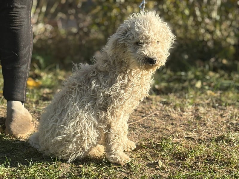 Só - Hündin will einen warmen Winter haben!